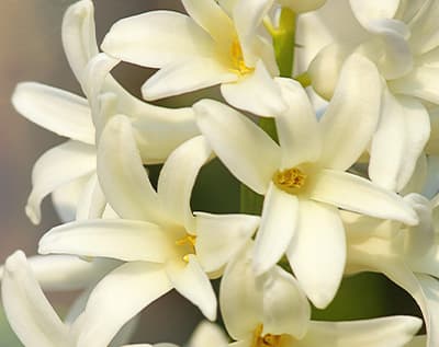 tollenaarendekeizer-uitvaartzorg-dienst-2 Tollenaar en de Keizer Bloemen